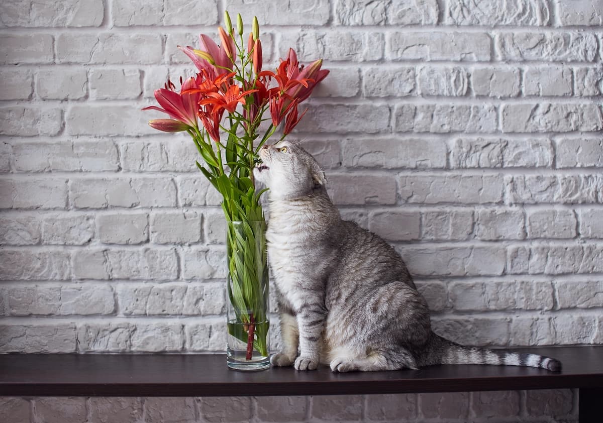 Los lirios pueden ser mortales para los gatos