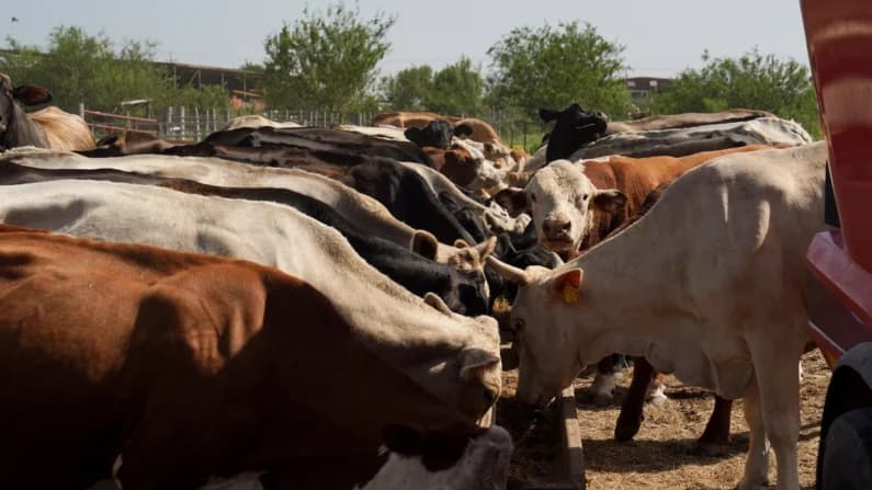 Texas se une al Departamento de Justicia en la investigación antimonopolio de grandes empresas cárnicas