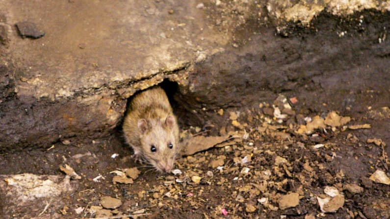 Residente de Colorado fallece a causa del hantavirus tras haber estado en contacto con roedores