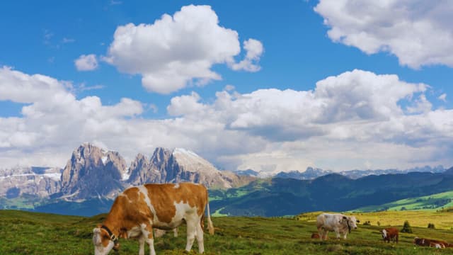 Fatal ataque de vacas deja a una mujer muerta y un hombre herido