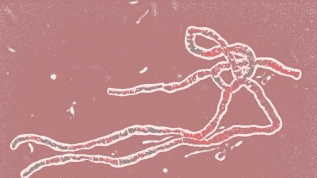 El virus del Ébola es mortal, pero he aquí por qué no debe preocuparse