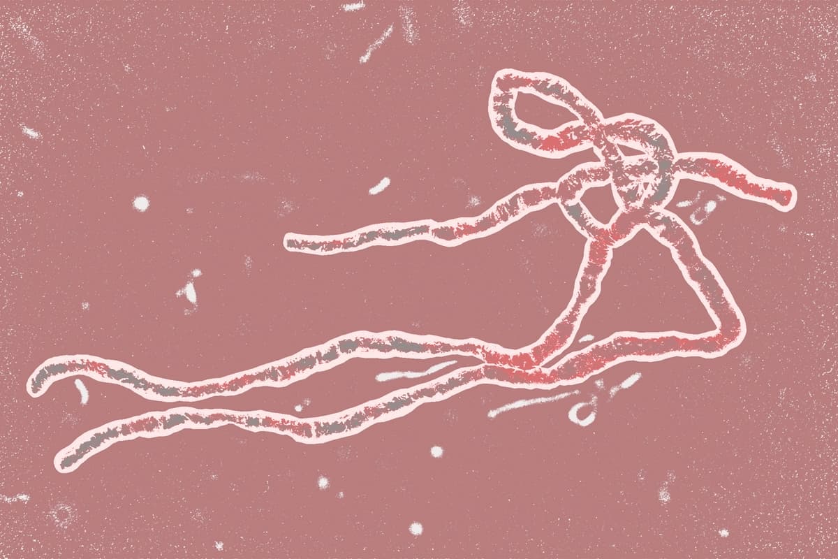 El virus del Ébola es mortal, pero he aquí por qué no debe preocuparse