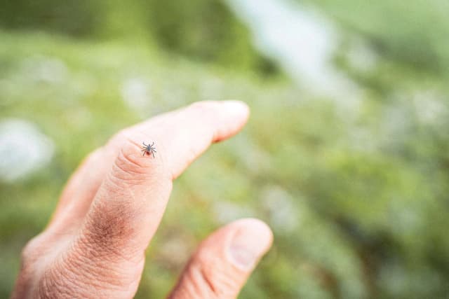 Tácticas muy efectivas contra las garrapatas. (Aleksey Matrenin/Shutterstock).