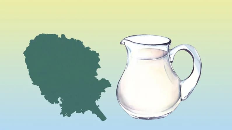 Kale: La verdura que supera a la leche en absorción de calcio