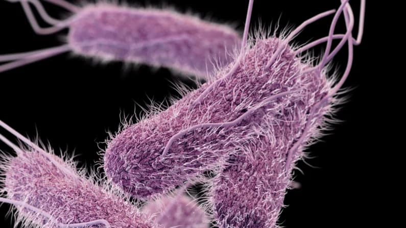 Los CDC advierten de brotes de salmonela relacionados con la moringa