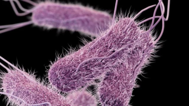 Los CDC advierten de brotes de salmonela relacionados con la moringa