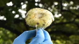Cuatro personas mueren por consumir hongos silvestres
