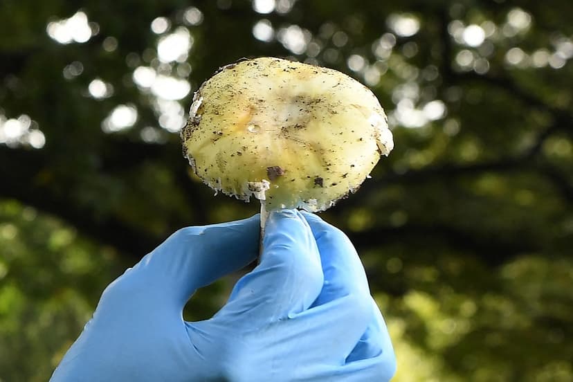 Una seta de la especie "Amanita phalloides", una seta extremadamente tóxica responsable del 90 % de todas las muertes por intoxicación fúngica, en el Real Jardín Botánico de Melbourne el 31 de marzo de 2021. (WILLIAM WEST/AFP vía Getty Images)