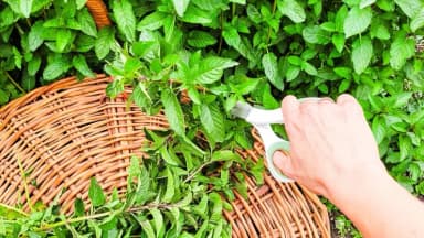 Menta: la hierba del jardín para la claridad mental