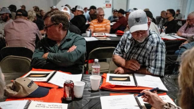 Sin nuevos casos de gusano barrenador en Texas: Departamento de Agricultura