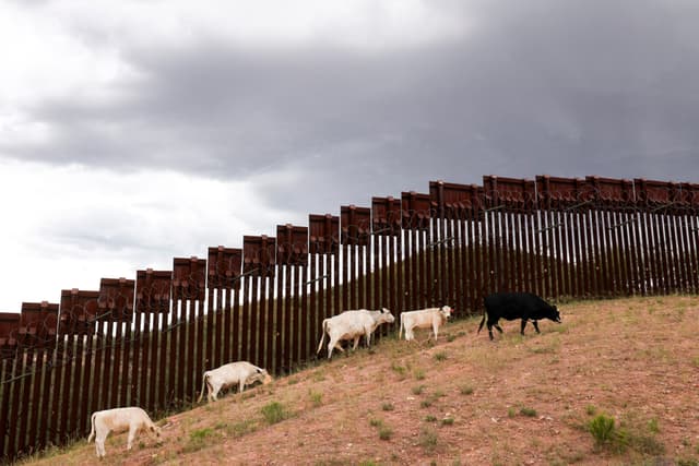 El ganado pasta cerca del muro fronterizo entre EE. UU. y México en Nogales, Arizona, el 16 de septiembre de 2025. (Charly Triballeau/AFP vía Getty Images)