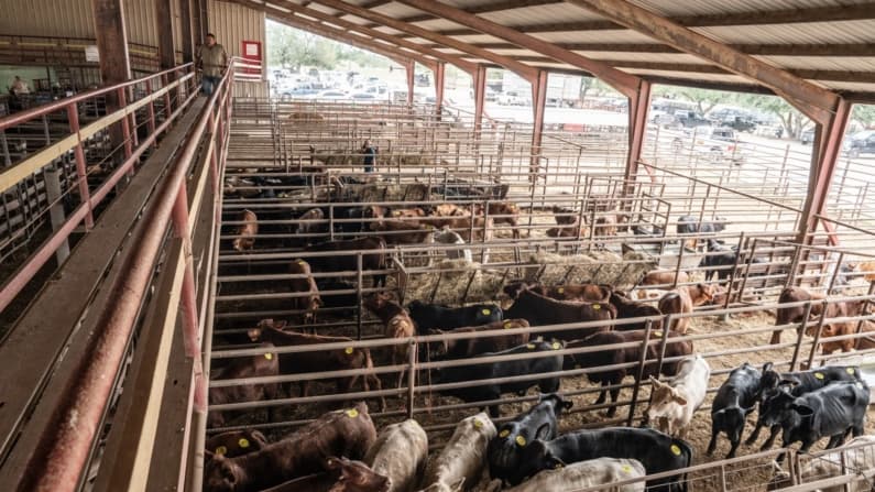 EE. UU. suspende la exportación de ganado a México tras la llegada del gusano barrenador a Texas