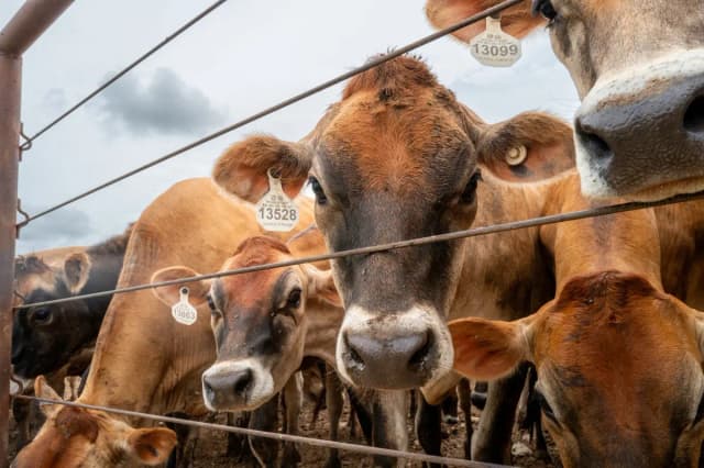 El 5 de junio de 2026, se observa ganado estabulado en Hamilton, Texas. La secretaria de Agricultura de Estados Unidos, Brooke Rollins, confirmó la detección del gusano barrenador del Nuevo Mundo —una mosca parásita cuyas larvas se alimentan del tejido vivo de animales de sangre caliente— en una vaca del condado de Zavala, Texas. (Brandon Bell/Getty Images).