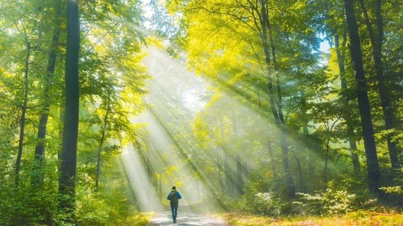 Cómo la naturaleza reconfigura su cerebro de maneras medibles