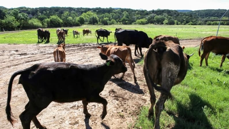 Casos de gusano barrenador aumentan a 15: Departamento de Agricultura de EE. UU.