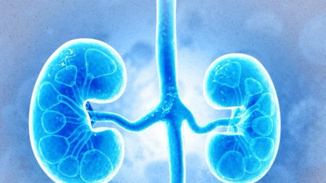 5 descubrimientos sobre los riñones que cambian la ciencia