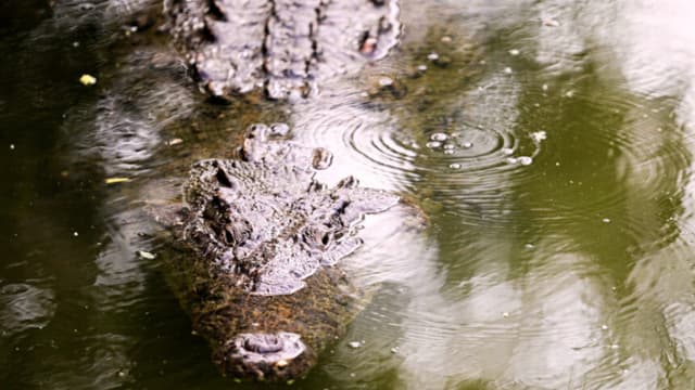 Cocodrilo de 3.7 metros mata a turista mexicano durante vacaciones en Puerto Vallarta