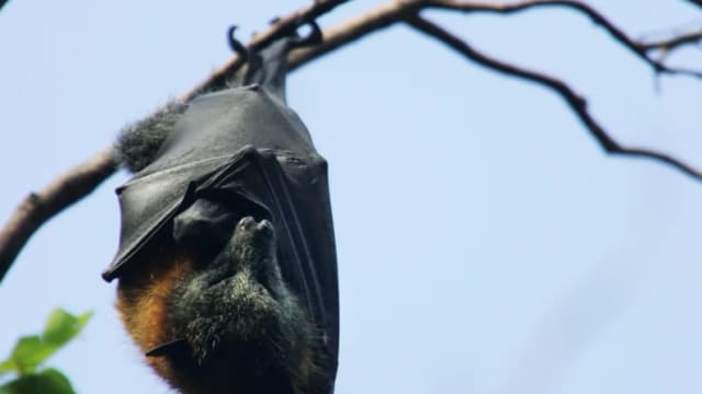 Advierten sobre el riesgo de rabia por contacto con murciélagos tras la muerte de un niño