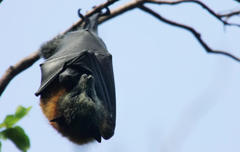 muerte de un niño en Ontario
Un zorro volador —comúnmente conocido como murciélago frugívoro gigante— cuelga de su refugio en el Real Jardín Botánico de Sídney, Australia, el 20 de marzo de 2008. (Ian Waldie/Getty Images)