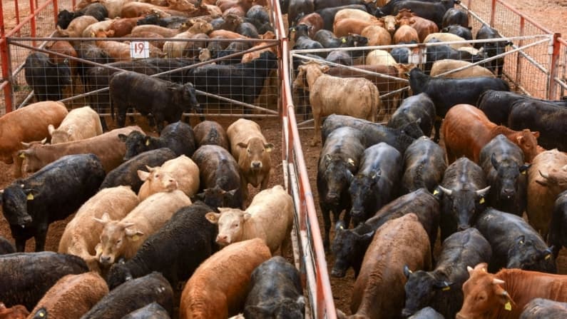 Contrabando de animales en la frontera sur de EE. UU. eleva riesgo de propagación del gusano barrenador