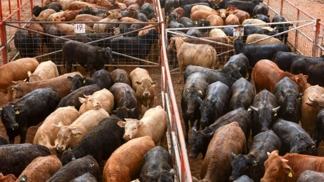Contrabando de animales en la frontera sur de EE. UU. eleva riesgo de propagación del gusano barrenador