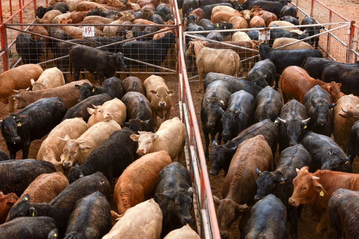 Contrabando de animales en la frontera sur de EE. UU. eleva riesgo de propagación del gusano barrenador