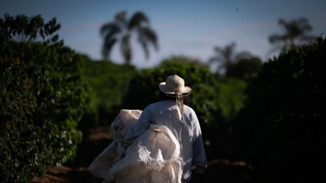 Industria cafetera pide a Trump mantener exención arancelaria para granos brasileños