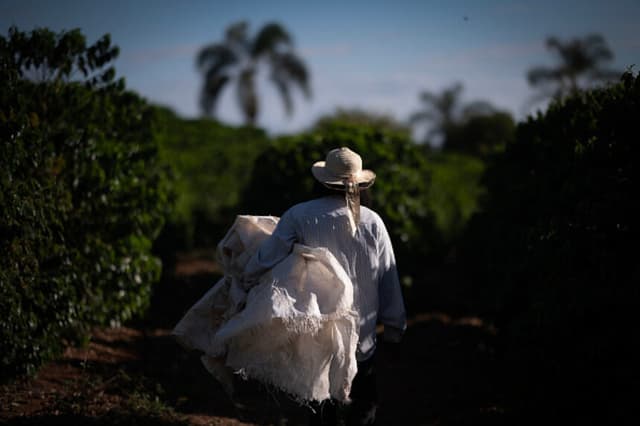 La caficultora Neide Peixoto recorre una plantación de café durante la cosecha en Santo Antonio do Amparo, Minas Gerais, Brasil, el 15 de mayo de 2024. (Douglas Magno/AFP vía Getty Images).