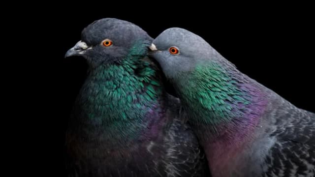 La ciencia secreta de la navegación de las palomas