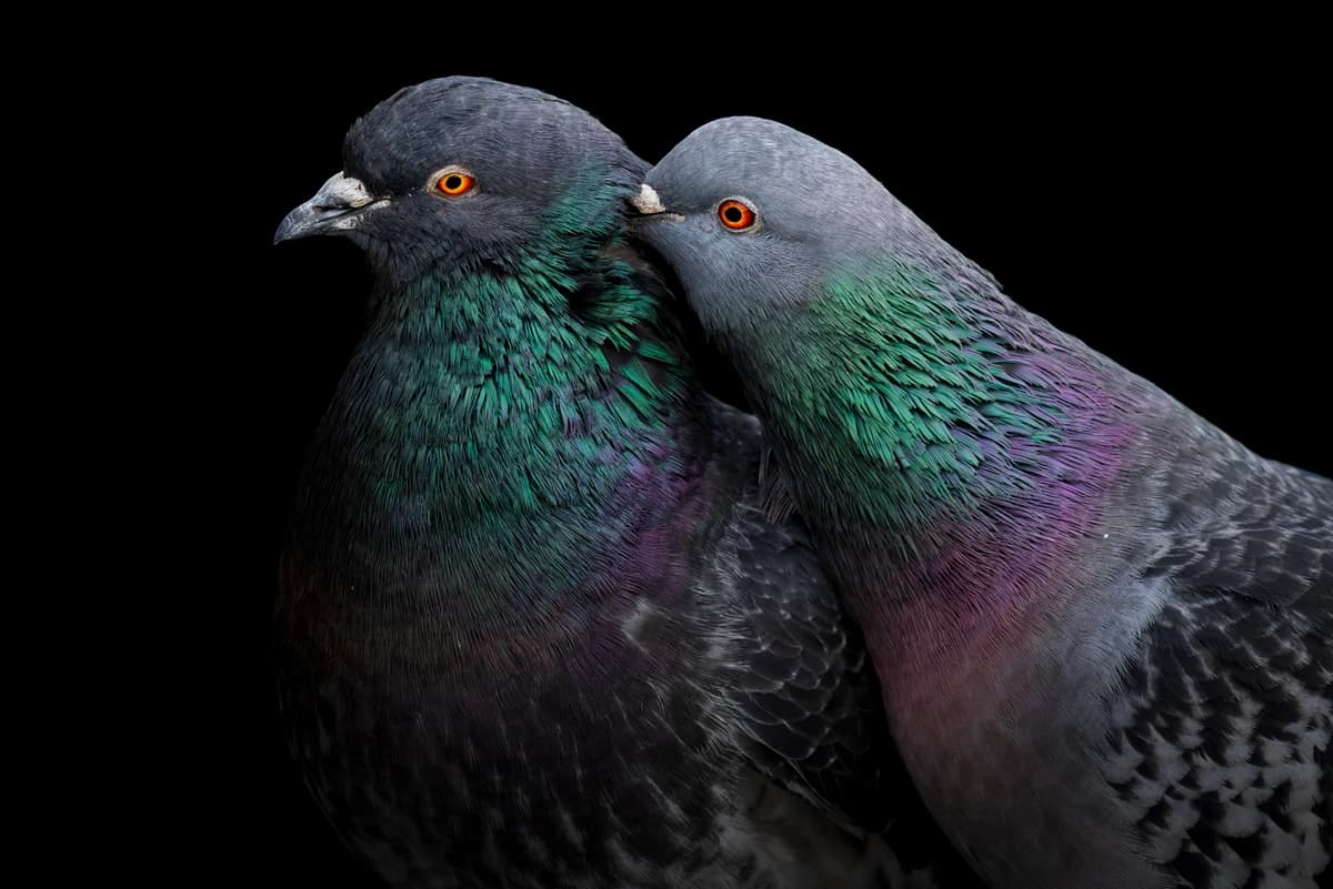 Gran Premio, "Paloma de roca", (cortesía de Liron Gertsman/Premios de Fotografía Audubon)