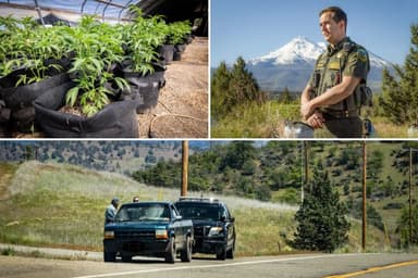 La batalla contra el mercado negro de la marihuana en California
