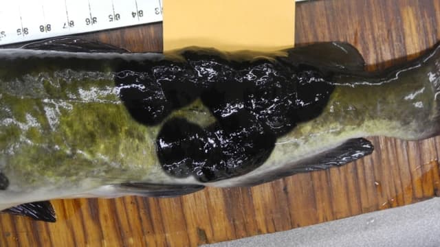 Detectan un cáncer de piel contagioso y poco común en peces de Estados Unidos y Canadá