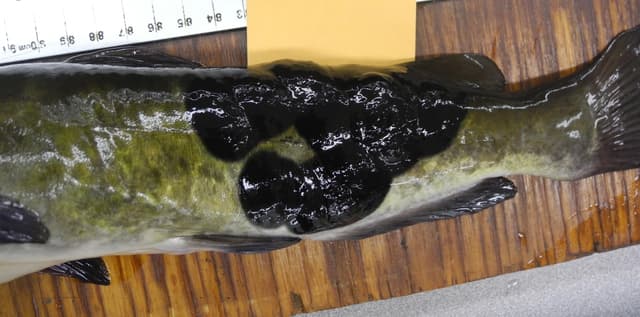 En un estudio realizado entre 2014 y 2017, se identificaron como melanoma maligno unos tumores externos negros y elevados en peces de cabeza de toro marrones adultos recolectados en el lago Memphremagog (frontera entre Vermont y Canadá). (Servicio Geológico de Estados Unidos)