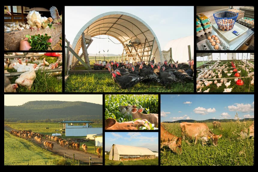 Gallinas, pavos y vacas en Polyface Farms, en Swoope, Virginia, y The Family Cow, en Chambersburg, Pensilvania, en estas fotos de archivo. Las granjas regenerativas forman parte de un impulso creciente hacia la "emancipación alimentaria": vecinos alimentando a los vecinos. (Cortesía de Polyface Farms, cortesía de The Family Cow).