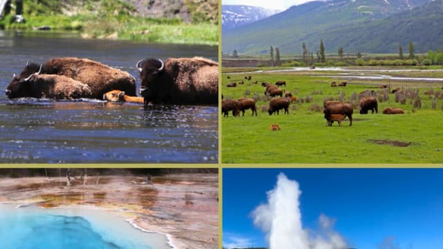 "Ve al oeste, joven": El llamado de Yellowstone resuena a través de las generaciones