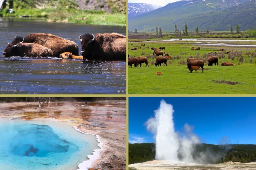 Escenas del Parque Nacional de Yellowstone en mayo de 2026. (Darlene McCormick Sanchez/The Epoch Times, Bobby Sánchez para The Epoch Times).