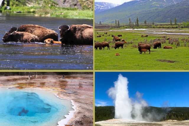 Escenas del Parque Nacional de Yellowstone en mayo de 2026. (Darlene McCormick Sanchez/The Epoch Times, Bobby Sánchez para The Epoch Times).