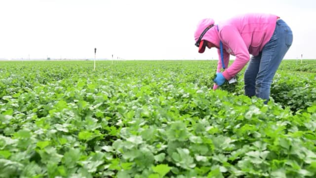Vinculan al perejil y al cilantro a casos de ciclosporiasis en Carolina del Norte