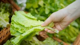 Guía para cosechar y lavar lechuga en medio de brotes de parásitos y bacterias