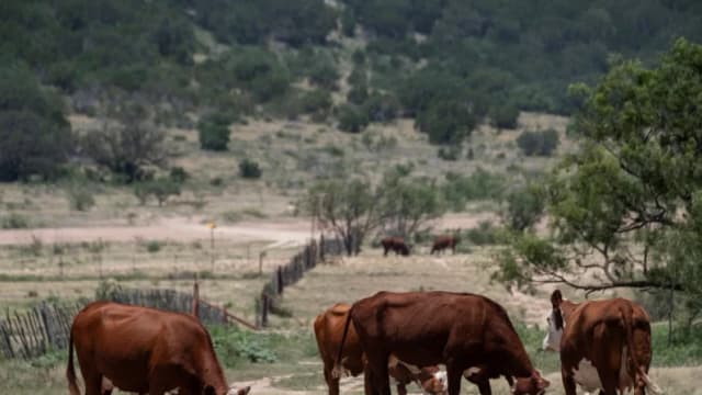 USDA destinará USD 25 millones a instalación de moscas estériles tras reanudarse importaciones de ganado desde México
