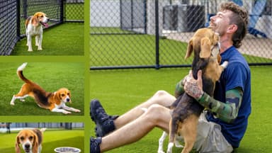 Nunca conocieron el mundo, hasta ahora: la nueva vida de 2200 perritos rescatados de laboratorios