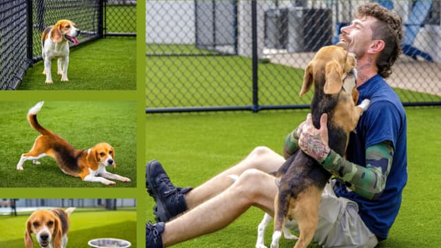 Nunca conocieron el mundo, hasta ahora: la nueva vida de 2200 perritos rescatados de laboratorios