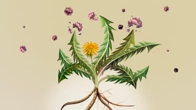 El diente de león parece prometedor contra el cáncer, faltan pruebas en humanos