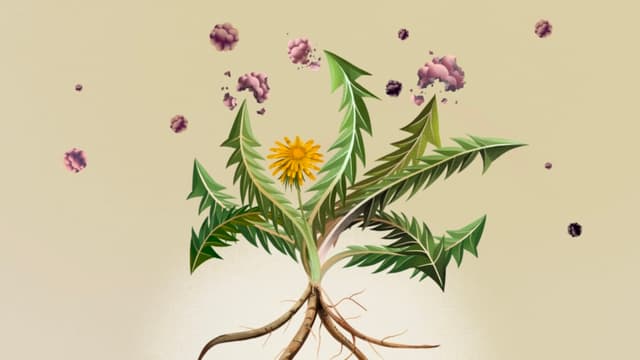 El diente de león parece prometedor contra el cáncer, faltan pruebas en humanos