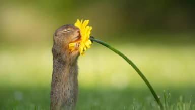 Adorables ardillas se detienen a "oler las flores" y las fotos se vuelven virales