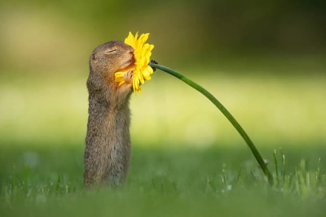 El fotógrafo holandés Dick van Duijn capturó momentos entrañables en los que unas ardillas terrestres parecían oler las flores, en un espacio verde en las afueras de Viena, Austria. (Cortesía de Dick van Duijn)