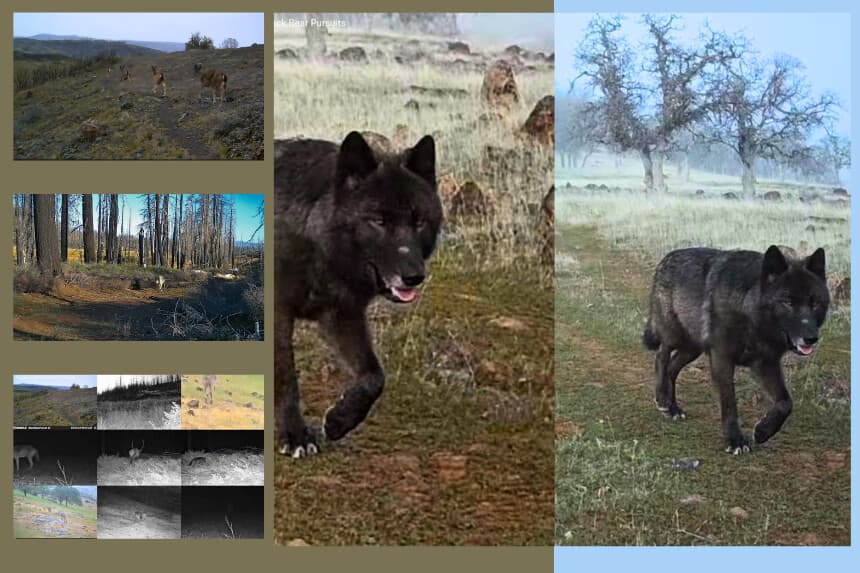 Lobos, ciervos y alces recorren el paisaje del norte de California en imágenes captadas por cámaras de rastreo entre enero de 2025 y julio de 2026. (Cortesía de Seth Watts/Black Bear Pursuits).