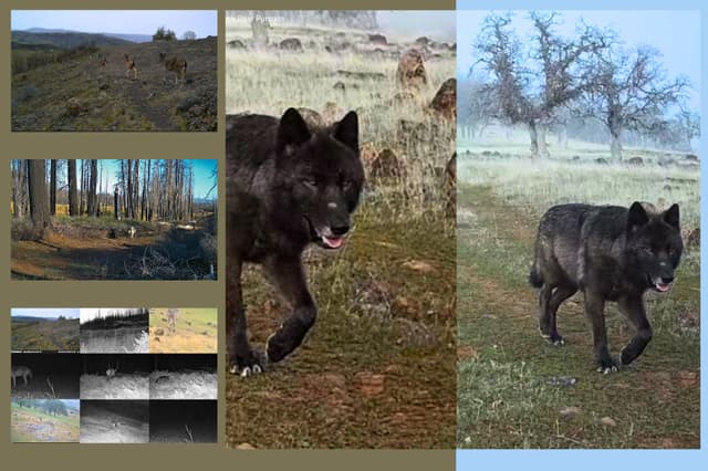 Lobos, ciervos y alces recorren el paisaje del norte de California en imágenes captadas por cámaras de rastreo entre enero de 2025 y julio de 2026. (Cortesía de Seth Watts/Black Bear Pursuits).