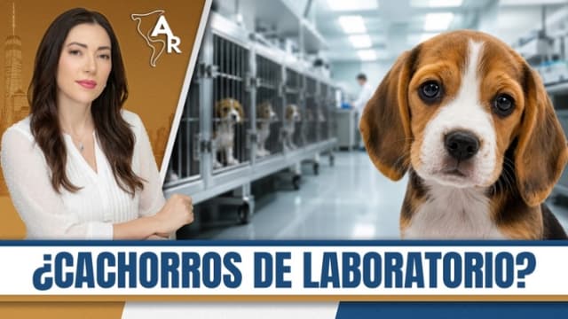 Beagles rescatados de laboratorios viven su segunda oportunidad