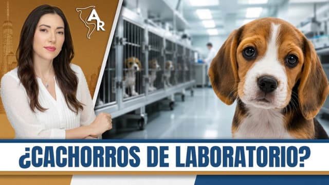 Imagen de Beagles rescatados de laboratorios viven su segunda oportunidad